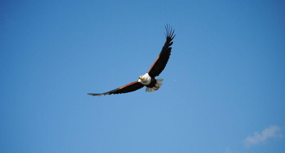 王鹏点金：技术性调整！