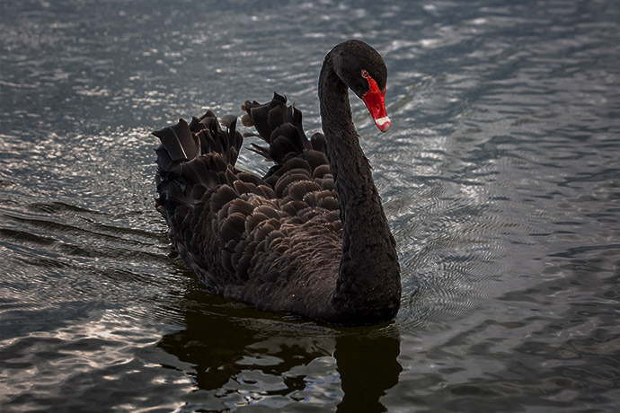 警惕金融市场飞出“黑天鹅”！美银:这一指标若出现上升 恐触发美联储1月降息